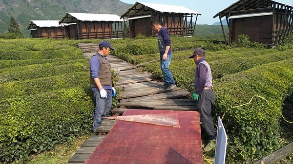 采茶节筹备工作.png